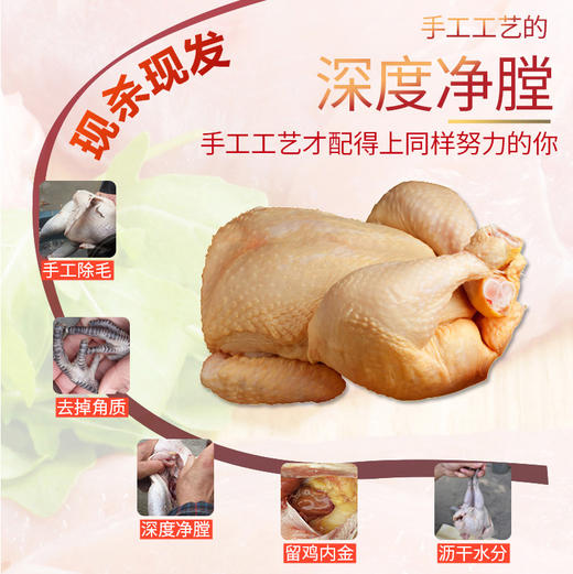 广东连南农家土鸡（散养180天） 商品图1