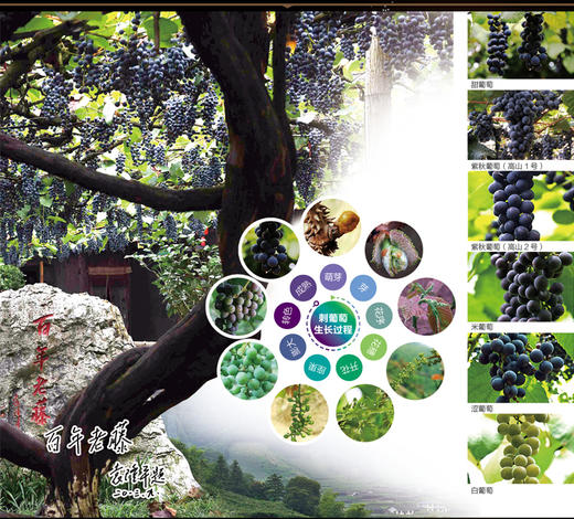 中国南方葡萄沟酒庄（展示券） 商品图1