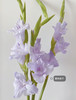 香芋紫剑兰（5月27日下午取花），超美超喜欢，花瓣的纹路像被画师细细描绘过，一束5支原价68元，团购价18元 商品缩略图2