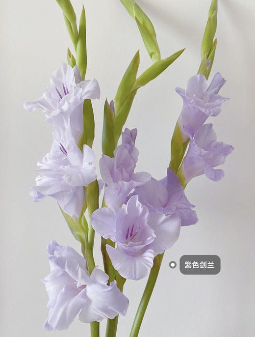 香芋紫剑兰（5月27日下午取花），超美超喜欢，花瓣的纹路像被画师细细描绘过，一束5支原价68元，团购价18元 商品图2