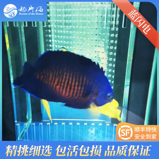 蓝闪电Centropyge bispinosus 商品图3