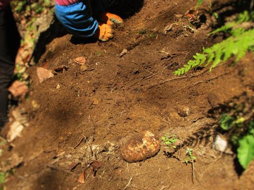 壹禾原新鲜乌天麻 商品图1