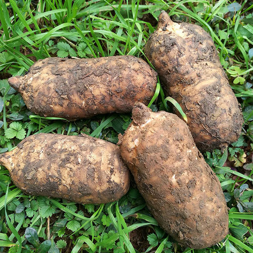 新鲜天麻 带土现挖现发 仿野生生长  煲汤泡酒炒菜多种吃法 商品图2