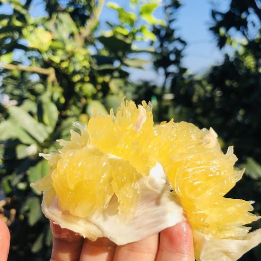 福建黄金葡萄柚  3-8斤装（剥柚子一样，不要刀切） 商品图8