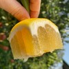 福建黄金葡萄柚  3-8斤装（剥柚子一样，不要刀切） 商品缩略图11