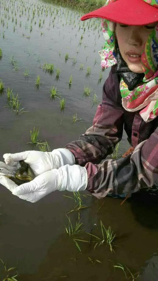 五常稻花香酵素大米 黑米 糯米 糙米 自留种 不打药 通过306项农残检测 商品图1