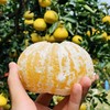 福建黄金葡萄柚  3-8斤装（剥柚子一样，不要刀切） 商品缩略图10