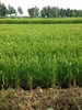 五常稻花香酵素大米 黑米 糯米 糙米 自留种 不打药 通过306项农残检测 商品缩略图2