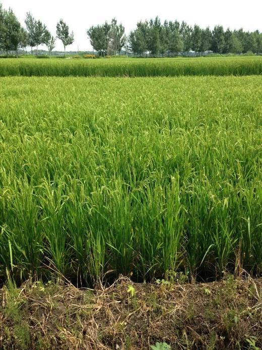 五常稻花香酵素大米 黑米 糯米 糙米 自留种 不打药 通过306项农残检测 商品图2