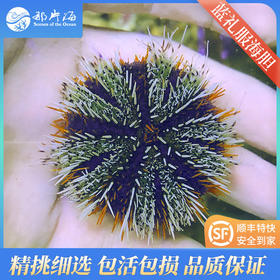 蓝礼服海胆Mespilia globulus