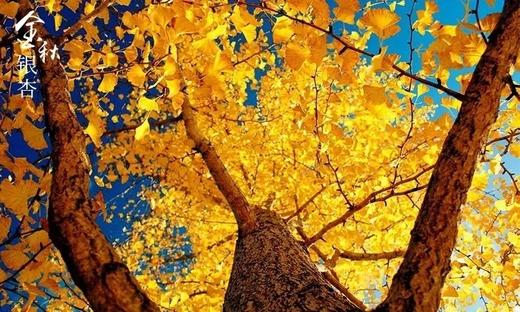 户外@【轻奢赏秋】南雄银杏+醉美铁路，入住汤溪温泉 2天 商品图2