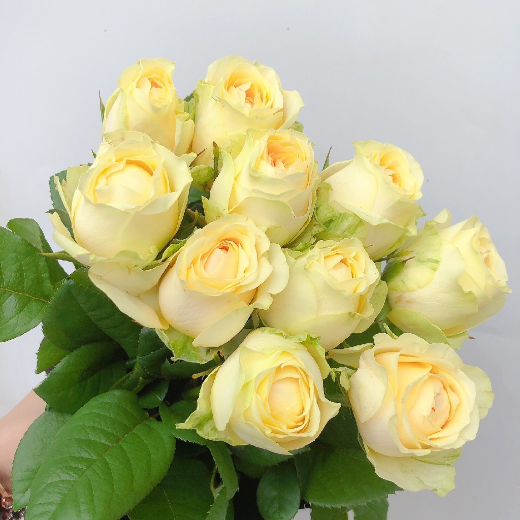 方德暖玉玫瑰1扎10枝每10枝1枝不售后冷链包邮