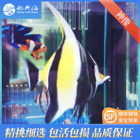 神像Zanclus cornutus