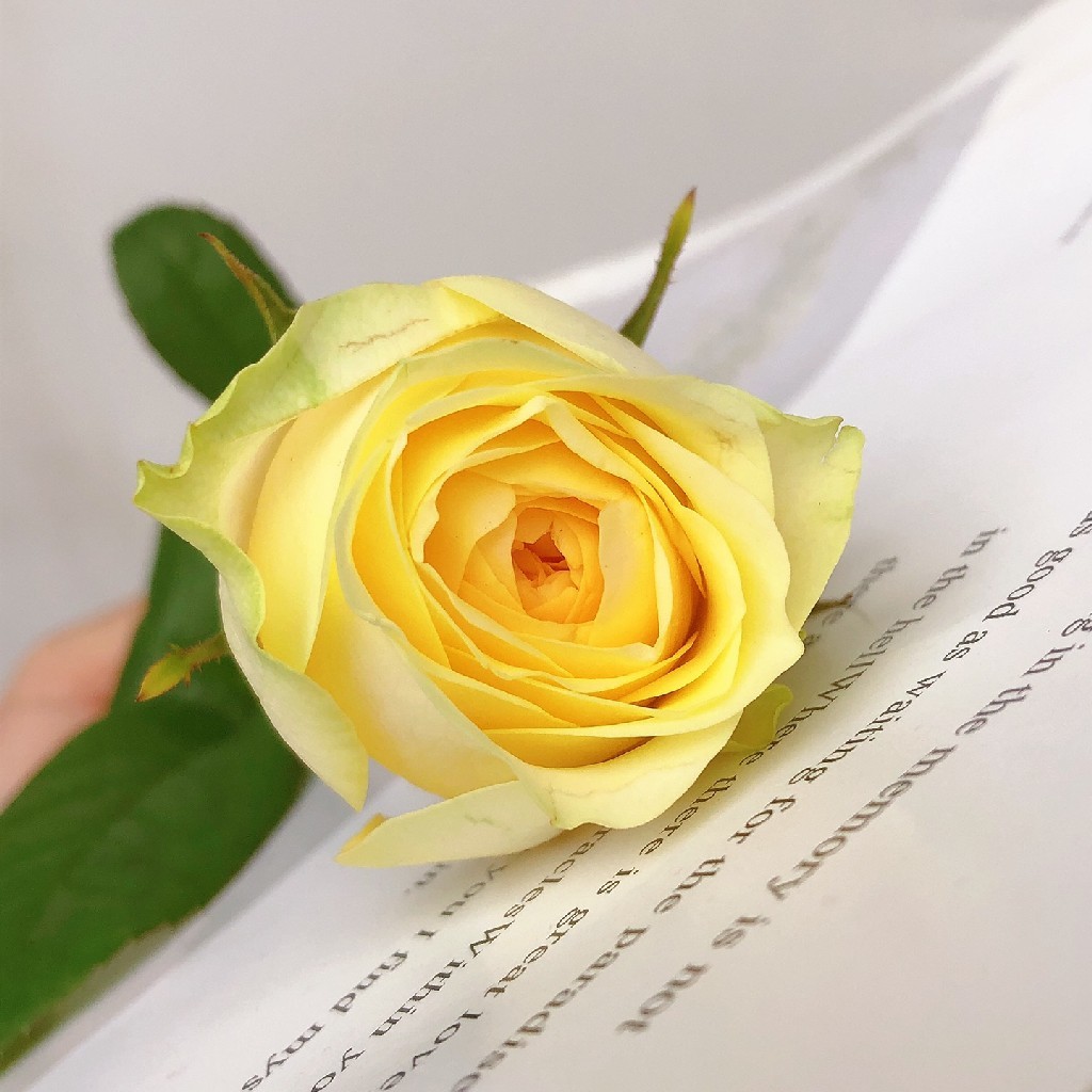 方德暖玉玫瑰1扎10枝每10枝1枝不售后冷链包邮