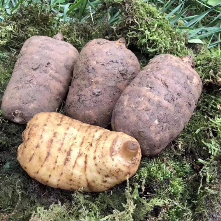 新鲜天麻 带土现挖现发 仿野生生长  煲汤泡酒炒菜多种吃法