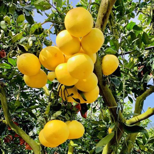 福建黄金葡萄柚  3-8斤装（剥柚子一样，不要刀切） 商品图5