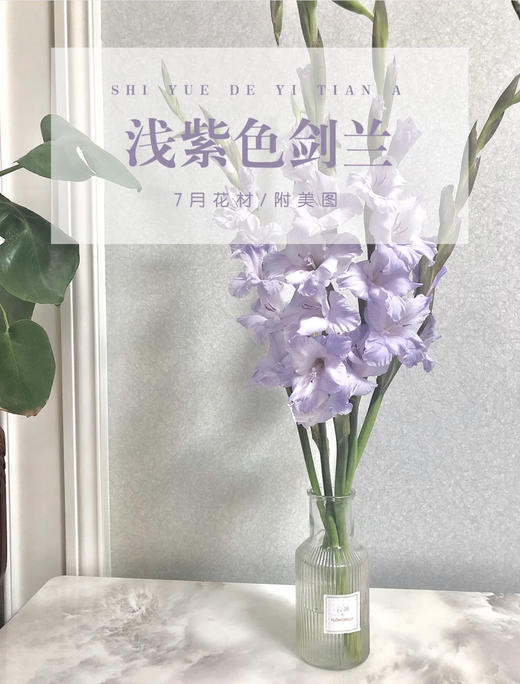 香芋紫剑兰（5月27日下午取花），超美超喜欢，花瓣的纹路像被画师细细描绘过，一束5支原价68元，团购价18元 商品图4
