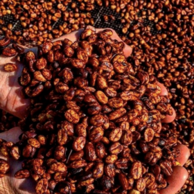 日签｜哥斯达黎加的蜜处理（二）