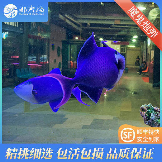 魔鬼炮弹Odonus niger 商品图5