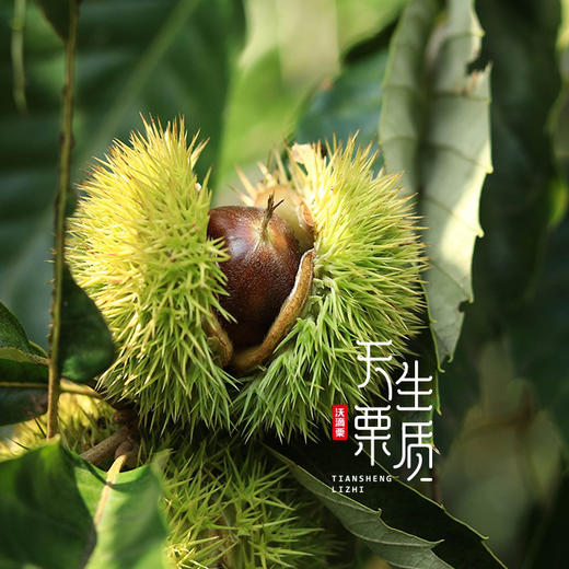 🔥🔥限时4袋送1袋🌰即食有机冰栗  有机认证   蒸的不上火 🈚️糖 🈚️油 🈚️防腐/迁西板栗 · 生吃脆甜 · 熟吃香甜粉糯 商品图3