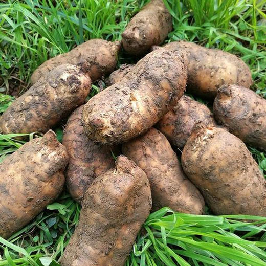 新鲜天麻 带土现挖现发 仿野生生长  煲汤泡酒炒菜多种吃法 商品图3