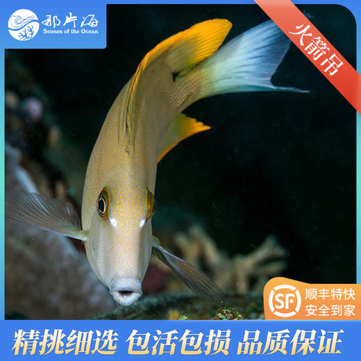 火箭吊Ctenochaetus tominiensis 商品图1