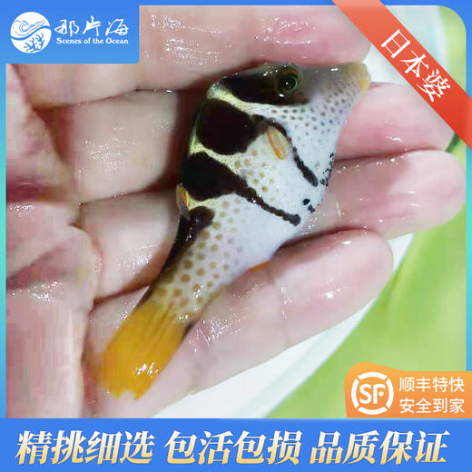 日本婆Canthigaster valentini 商品图2