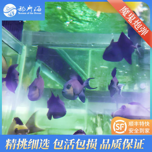 魔鬼炮弹Odonus niger 商品图3