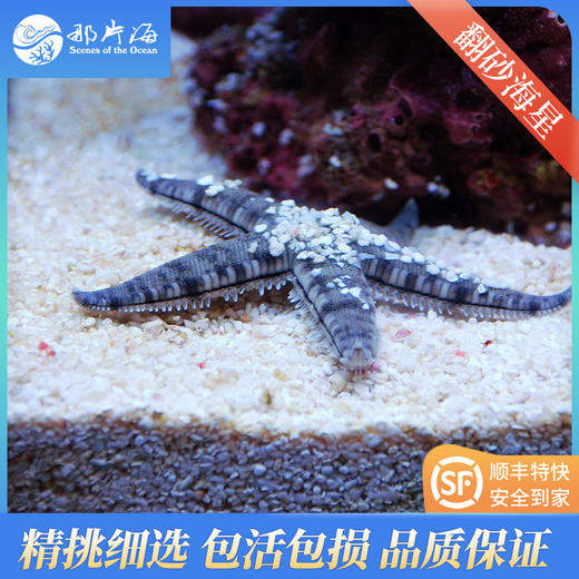翻砂海星Astropecten polyacanthus 商品图1