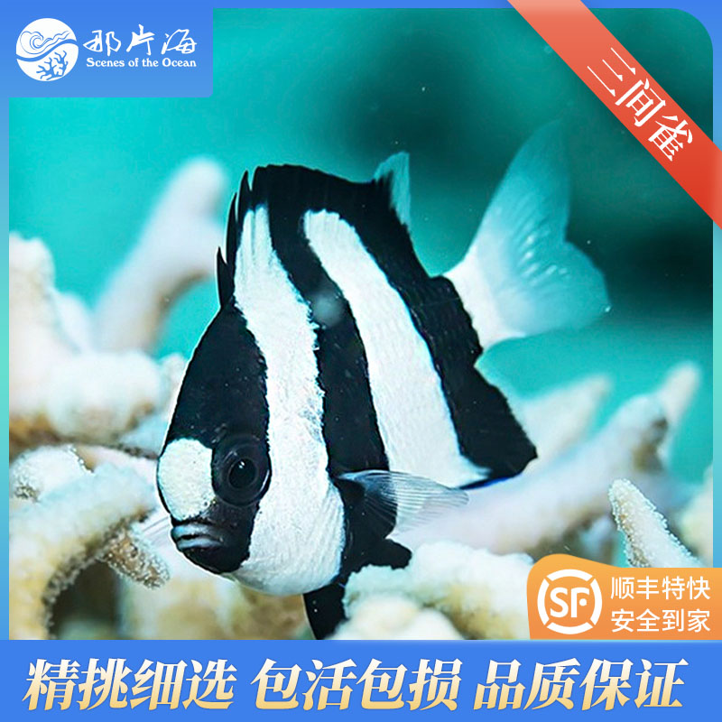 三间雀Dascyllus aruanus