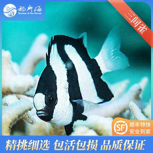 三间雀Dascyllus aruanus 商品图0