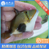 黑肚炮弹Rhinecanthus verrucosus 商品缩略图2