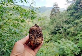 壹禾原新鲜乌天麻