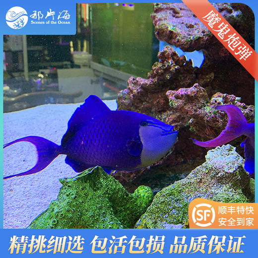 魔鬼炮弹Odonus niger 商品图4