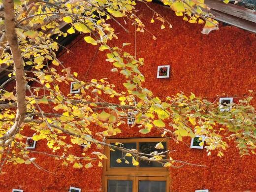 户外@【轻奢赏秋】南雄银杏+醉美铁路，入住汤溪温泉 2天 商品图0