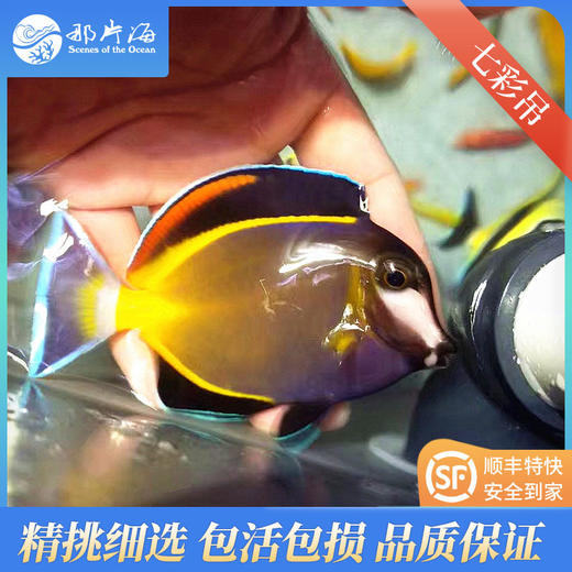 七彩吊Acanthurus Japonicus 商品图2