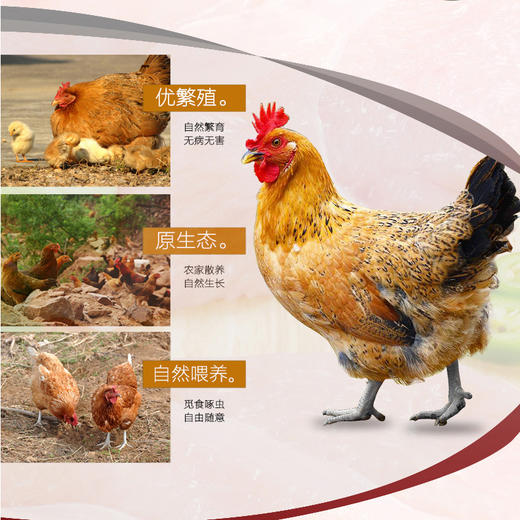 广东连南农家土鸡（散养180天） 商品图2