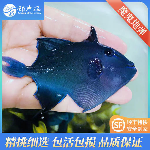魔鬼炮弹Odonus niger 商品图2