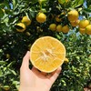 福建黄金葡萄柚  3-8斤装（剥柚子一样，不要刀切） 商品缩略图3