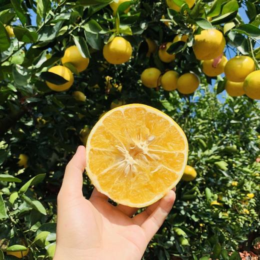 福建黄金葡萄柚  3-8斤装（剥柚子一样，不要刀切） 商品图3