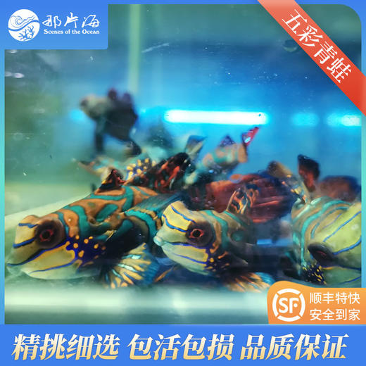 五彩青蛙Pterosynchiropus splendidus 商品图2
