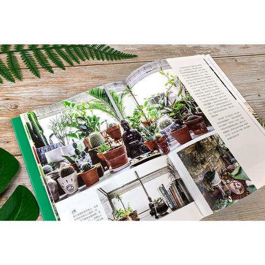 植物风格1 绿意空间：绿植软装设计与养护 商品图5