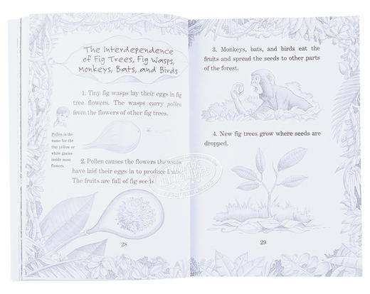 预售 【中商原版】神奇树屋小百科系列1-25册 Magic Tree House Fact Tracker 25册 商品图4