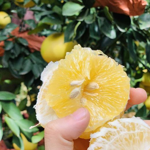 福建黄金葡萄柚  3-8斤装（剥柚子一样，不要刀切） 商品图7