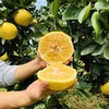 福建黄金葡萄柚  3-8斤装（剥柚子一样，不要刀切） 商品缩略图6
