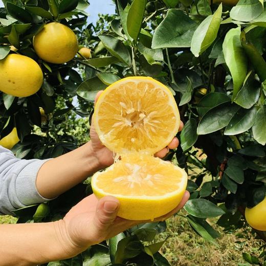 福建黄金葡萄柚  3-8斤装（剥柚子一样，不要刀切） 商品图6