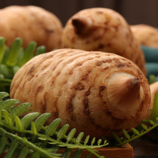 新鲜天麻 带土现挖现发 仿野生生长  煲汤泡酒炒菜多种吃法 商品图1