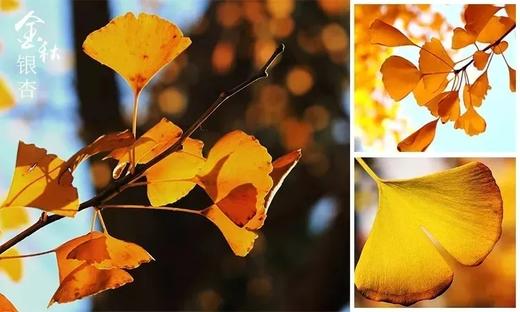 户外@【轻奢赏秋】南雄银杏+醉美铁路，入住汤溪温泉 2天 商品图3