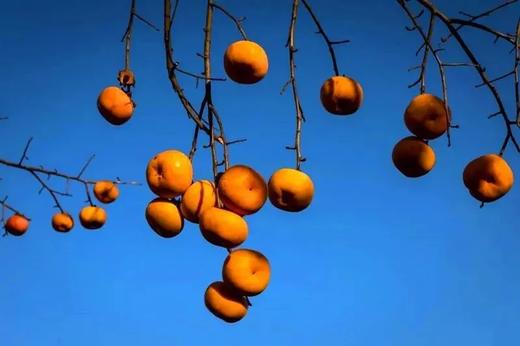 户外@【恭城月柿】恭城红岩村柿子红+黄姚古镇 2天 商品图2