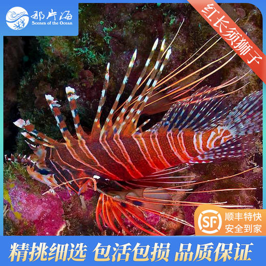 红长须狮子Pterois antennata 商品图0